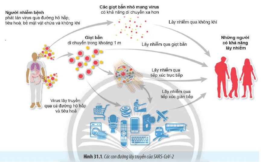 Lý thuyết Sinh 10 Chân trời sáng tạo Bài 31: Virus gây bệnh