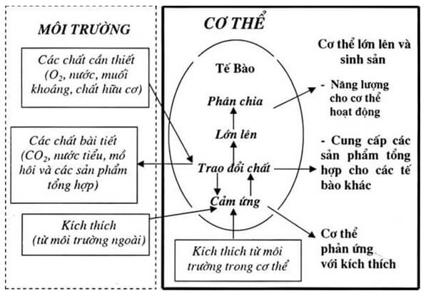 Lý thuyết Sinh 10 Chân trời sáng tạo Bài 4: Khái quát về tế bào