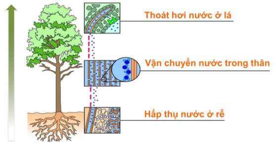 Lý thuyết Sinh 10 Chân trời sáng tạo Bài 5: Các nguyên tố hóa học và nước