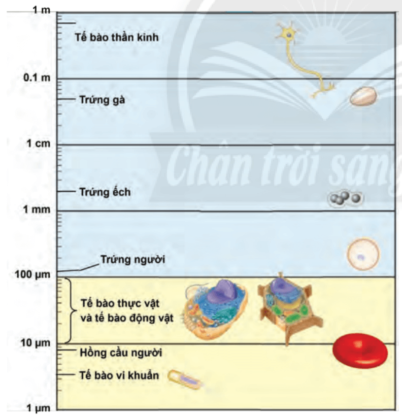 Lý thuyết Sinh 10 Chân trời sáng tạo Bài 8: Tế bào nhân sơ