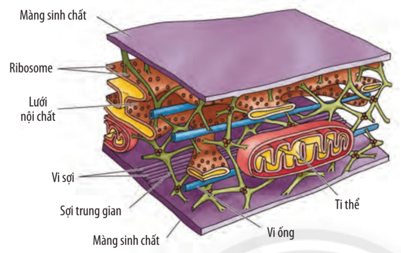 Lý thuyết Sinh 10 Chân trời sáng tạo Bài 9: Tế bào nhân thực