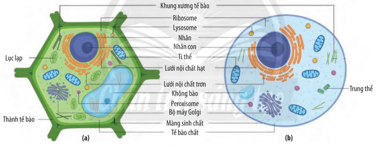 Lý thuyết Sinh 10 Chân trời sáng tạo Bài 9: Tế bào nhân thực