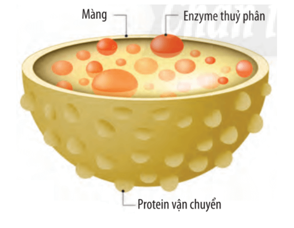 Lý thuyết Sinh 10 Chân trời sáng tạo Bài 9: Tế bào nhân thực