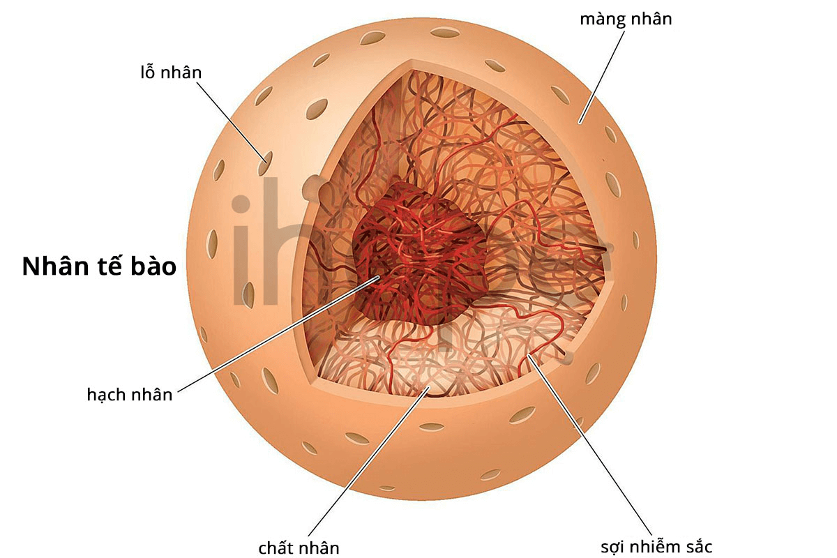 Lý thuyết Sinh 10 Chân trời sáng tạo Bài 9: Tế bào nhân thực