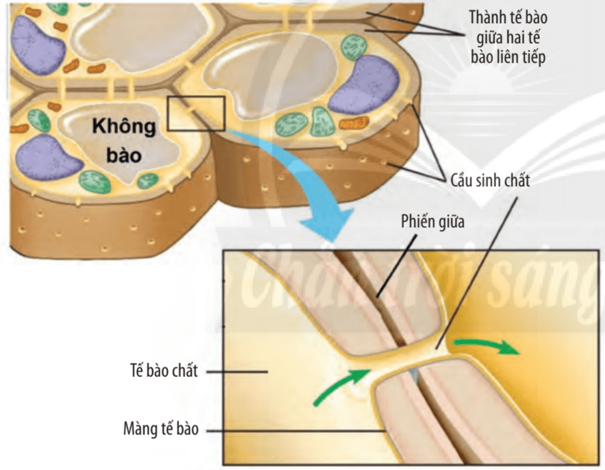 Lý thuyết Sinh 10 Chân trời sáng tạo Bài 9: Tế bào nhân thực