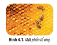 Hình 4.1 cho thấy tổ ong được cấu tạo từ những khoang nhỏ