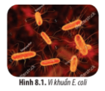 Ở vi khuẩn Escherichia coli (E. coli), cứ sau 20 phút tế bào sẽ phân chia một lần