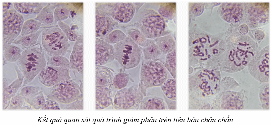 Sinh 10 Bài 18: Thực hành làm và quan sát tiêu bản quá trình nguyên phân và giảm phân | Giải Sinh học 10 (ảnh 1)