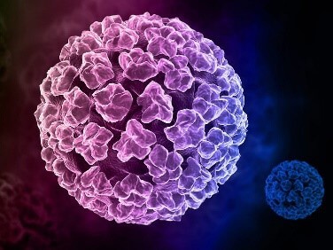 Sinh 10 Bài 26: Thực hành điều tra một số bệnh do virus và tuyên truyền phòng chống bệnh | Giải Sinh học 10 (ảnh 1)