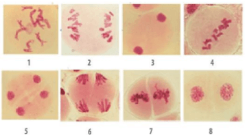 Hãy xếp các ảnh chụp các giai đoạn của giảm phân dưới kính hiển vi (ở hình bên) (ảnh 1)