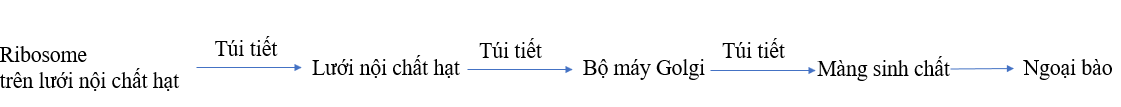 Vẽ đường đi của một phân tử protein từ khi được tổng hợp (ảnh 1)