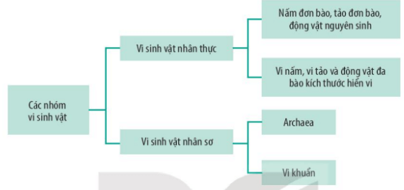 Vi sinh vật là gì? Quan sát hình 20.1, kể tên các nhóm vi sinh vật (ảnh 1)