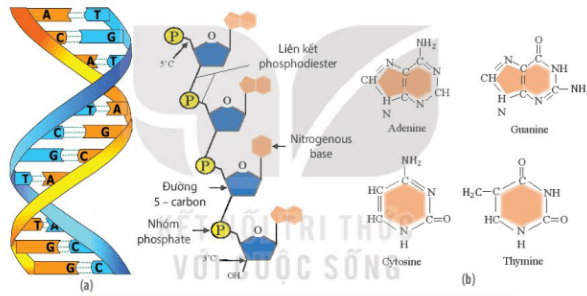 Quan sát hình 5.10,  nêu và giải thích các đặc điểm cấu trúc (ảnh 1)