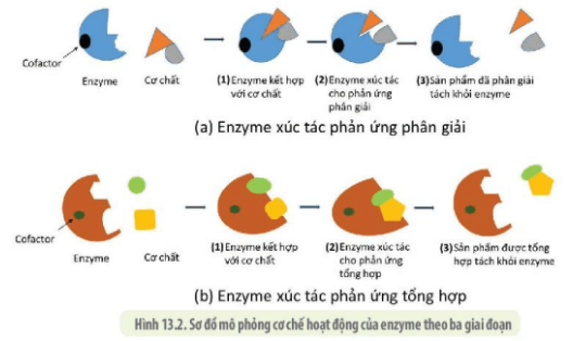 Quan sát hình 13.2 và cho biết: Enzyme là gì? (ảnh 1)