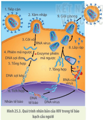 Hiện nay, người ta đã sản xuất ra các loại thuốc là những chất ức chế các enzyme (ảnh 1)