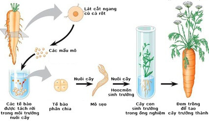 Lý thuyết Sinh 10 Kết nối tri thức Bài 1: Giới thiệu khái quát môn sinh học