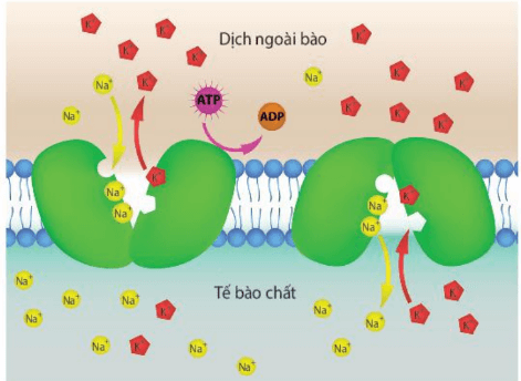 Lý thuyết Sinh 10 Kết nối tri thức Bài 10: Trao đổi chất qua màng tế bào