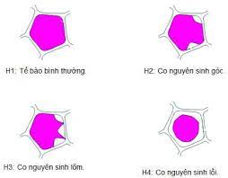 Lý thuyết Sinh 10 Kết nối tri thức Bài 11: Thực hành thí nghiệm co và phản co nguyên sinh