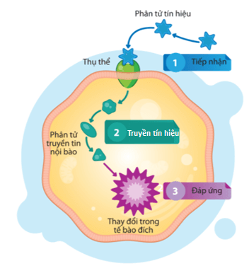 Lý thuyết Sinh 10 Kết nối tri thức Bài 12: Truyền tin tế bào