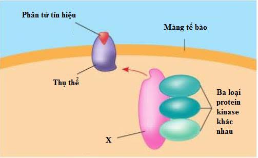 Lý thuyết Sinh 10 Kết nối tri thức Bài 12: Truyền tin tế bào