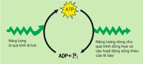 Lý thuyết Sinh 10 Kết nối tri thức Bài 13: Khái quát về chuyển hóa vật chất và năng lượng