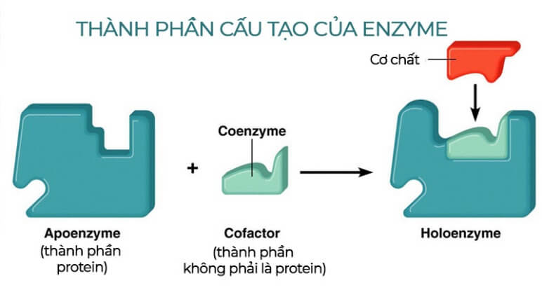 Lý thuyết Sinh 10 Kết nối tri thức Bài 13: Khái quát về chuyển hóa vật chất và năng lượng