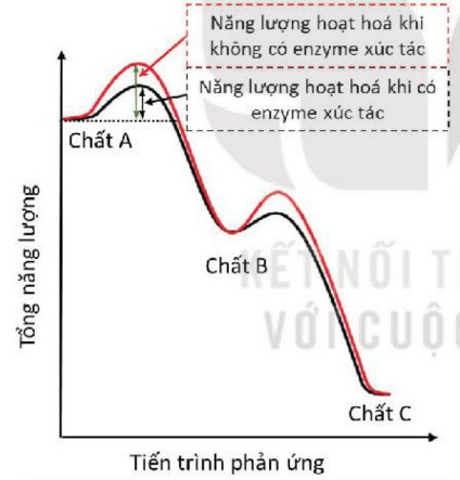 Lý thuyết Sinh 10 Kết nối tri thức Bài 13: Khái quát về chuyển hóa vật chất và năng lượng