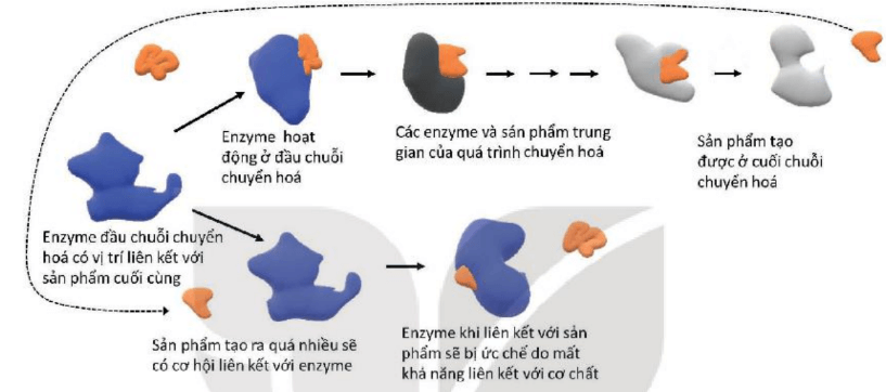 Lý thuyết Sinh 10 Kết nối tri thức Bài 13: Khái quát về chuyển hóa vật chất và năng lượng