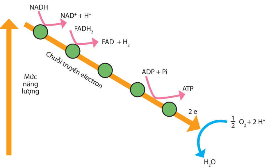 Lý thuyết Sinh 10 Kết nối tri thức Bài 14: Phân giải và tổng hợp các chất trong tế bào