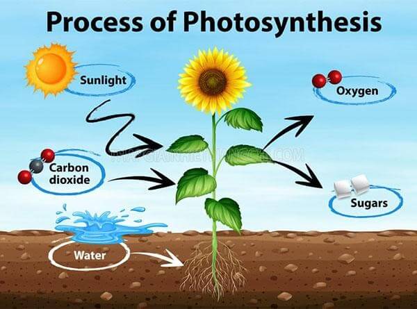 Lý thuyết Sinh 10 Kết nối tri thức Bài 14: Phân giải và tổng hợp các chất trong tế bào