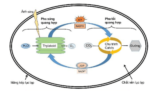 Lý thuyết Sinh 10 Kết nối tri thức Bài 14: Phân giải và tổng hợp các chất trong tế bào