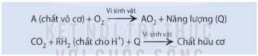 Lý thuyết Sinh 10 Kết nối tri thức Bài 14: Phân giải và tổng hợp các chất trong tế bào