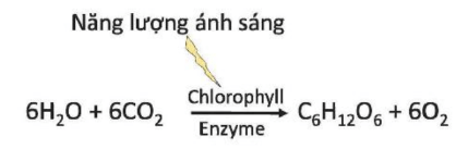 Lý thuyết Sinh 10 Kết nối tri thức Bài 14: Phân giải và tổng hợp các chất trong tế bào