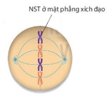 Lý thuyết Sinh 10 Kết nối tri thức Bài 16: Chu kì tế bào và nguyên phân