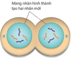 Lý thuyết Sinh 10 Kết nối tri thức Bài 16: Chu kì tế bào và nguyên phân