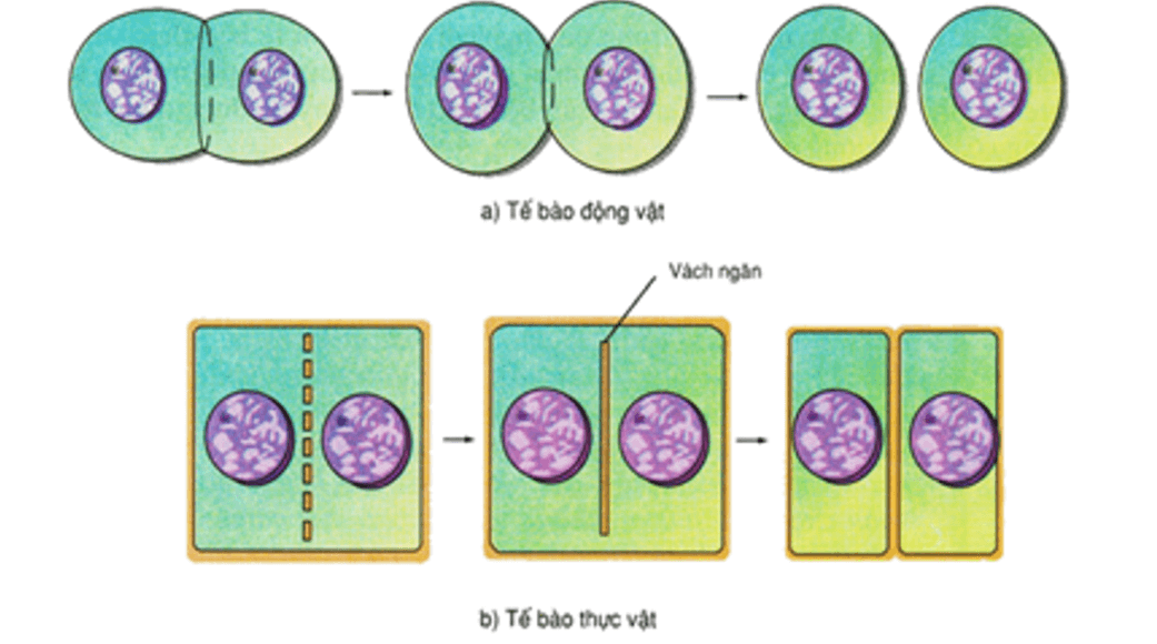 Lý thuyết Sinh 10 Kết nối tri thức Bài 16: Chu kì tế bào và nguyên phân