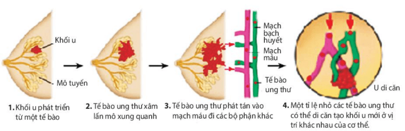 Lý thuyết Sinh 10 Kết nối tri thức Bài 16: Chu kì tế bào và nguyên phân