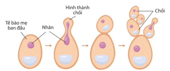 Lý thuyết Sinh 10 Kết nối tri thức Bài 16: Chu kì tế bào và nguyên phân