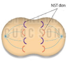 Lý thuyết Sinh 10 Kết nối tri thức Bài 16: Chu kì tế bào và nguyên phân