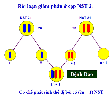 Lý thuyết Sinh 10 Kết nối tri thức Bài 17: Giảm phân