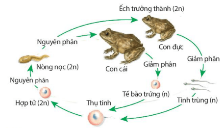 Lý thuyết Sinh 10 Kết nối tri thức Bài 17: Giảm phân