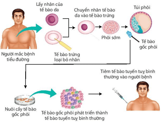 Lý thuyết Sinh 10 Kết nối tri thức Bài 19: Công nghệ tế bào