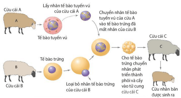 Lý thuyết Sinh 10 Kết nối tri thức Bài 19: Công nghệ tế bào