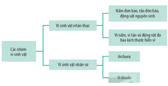 Lý thuyết Sinh 10 Kết nối tri thức Bài 20: Sự đa dạng và phương pháp nghiên cứu vi sinh vật