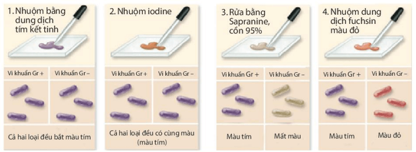 Lý thuyết Sinh 10 Kết nối tri thức Bài 20: Sự đa dạng và phương pháp nghiên cứu vi sinh vật