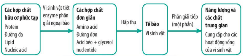 Lý thuyết Sinh 10 Kết nối tri thức Bài 21: Trao đổi chất, sinh trưởng và sinh sản ở vi sinh vật