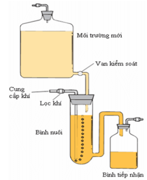 Lý thuyết Sinh 10 Kết nối tri thức Bài 21: Trao đổi chất, sinh trưởng và sinh sản ở vi sinh vật