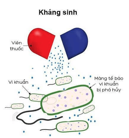 Lý thuyết Sinh 10 Kết nối tri thức Bài 21: Trao đổi chất, sinh trưởng và sinh sản ở vi sinh vật