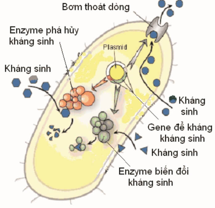 Lý thuyết Sinh 10 Kết nối tri thức Bài 21: Trao đổi chất, sinh trưởng và sinh sản ở vi sinh vật