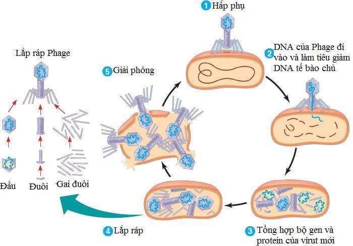 Lý thuyết Sinh 10 Kết nối tri thức Bài 24: Khái quát về virus